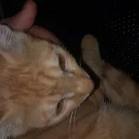 گربه