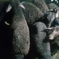 8راس بره شیری شیر مست