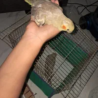 عروس هلندی|پرنده|کوچصفهان, |دیوار