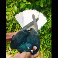 اطراف لتگاه