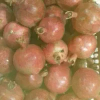 فروش انار
