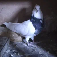 کبوتر طوقی پارک|پرنده|پردیس, شهرک صنعتی خرمدشت فاز ۷|دیوار