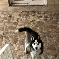 سگ هاسکی|سگ|سرخنکلاته, |دیوار