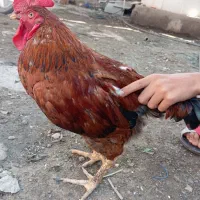 دو عدد خروس