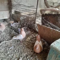 جفت سینه زرد