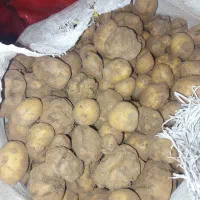 باسلام سیب فندقی نارن و بزر ارسال تمام نقاط کشور