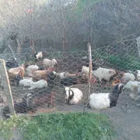 بزوبزغاله برای فروش ۳۶عدد|حیوانات مزرعه|گرمی, |دیوار