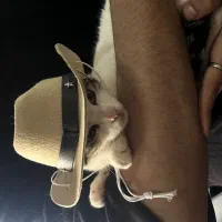 گربه واگذاری