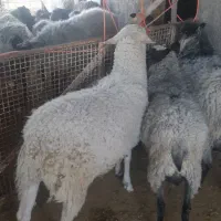 چهارعدد بره رومانوف و یک عدد لاکن نر|حیوانات مزرعه|تهران, افسریه شمالی|دیوار