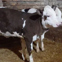 گوساله ماده|حیوانات مزرعه|بیلوار, |دیوار