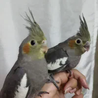 عروس هلندی