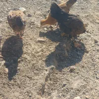 مورکان|حیوانات مزرعه|باغ بهادران, |دیوار