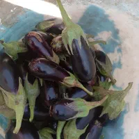 بادمجون باغی ترشی