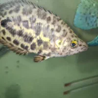 آکواریوم|ماهی|مشهد, امیر المومنین|دیوار