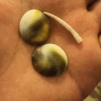 یک جفت مهره اصلی و فعال