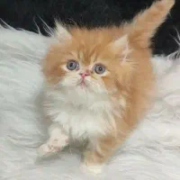 فروش پسر خوشگل پرشین|گربه|لاهیجان, لیالستان|دیوار