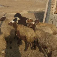 گوسفند میش بره|حیوانات مزرعه|سنندج, |دیوار