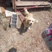 سگ پاکوتاه زرنگ وخشگل