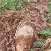 چغندر خوراکی