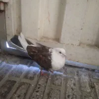 یک عدد کفتر پشت سوخته لا دوم سیاه