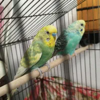یک جفت مرغ عشق مولد