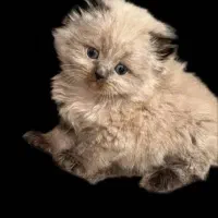 گربه هیمالین