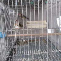 ماده سره جفتی اماده