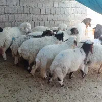 بره نر پروار سرحال جهت قصابی