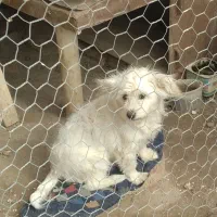 اسم پاکوتا برفی با دوتا توله|سگ|بناب, |دیوار