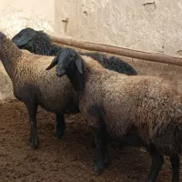 ۳راس میش شیشک آبستن