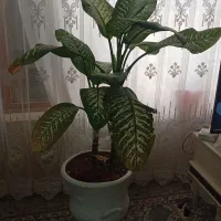 گل پاندانوس ودیفن