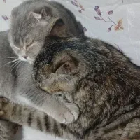 واگذاری اسکاتیش|گربه|اردبیل, |دیوار