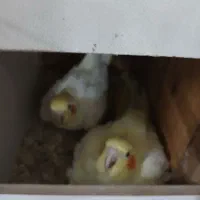 تخم عروس هلندی لوتینیو