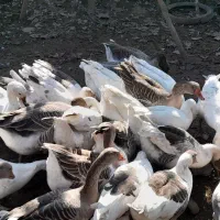 غاز محلی پرواری|حیوانات مزرعه|طاهرگوراب, |دیوار