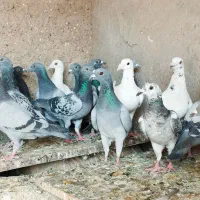 کبوتر پلاکی جوان