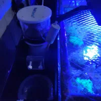 آکواریوم آب شور کامل|ماهی|ری, دیلمان|دیوار