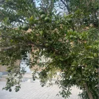 منزل ویلایی حیاط‌دار سند تک برگ ابوذر غفاری|فروش خانه و ویلا|شیراز, ده پیاله|دیوار