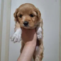 پودل کراس ۲ماهه|سگ|کرج, عظیمیه|دیوار