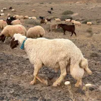 قوچ سنجابی