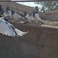 کبوتر پاکستانی|پرنده|میناب, |دیوار