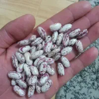 لوبیا چیتی لوکس و‌درجه یک|خوردنی و آشامیدنی|دهگلان, |دیوار