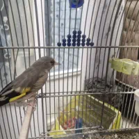 سهره کرمانی ماده آماده|پرنده|برخوار, |دیوار