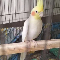 عروس هلندی/ مولد بالغ/سخنگو