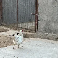 مرغ تخم گذار سرحال