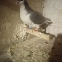 کفتر کبوتر کاشمر