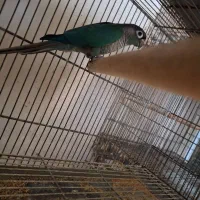 گرینچیک تراکویس