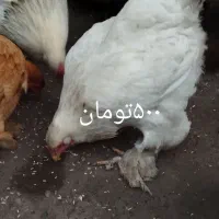 مرغ و خروس|حیوانات مزرعه|رشت, جانبازان|دیوار