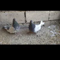 کبوتر کله ای|پرنده|لیلان, |دیوار