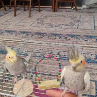 عروس هلندی مولد|پرنده|اندیشه, پرنیان|دیوار