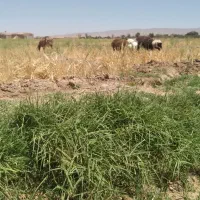 انار دانه زرد و بی خاصیت